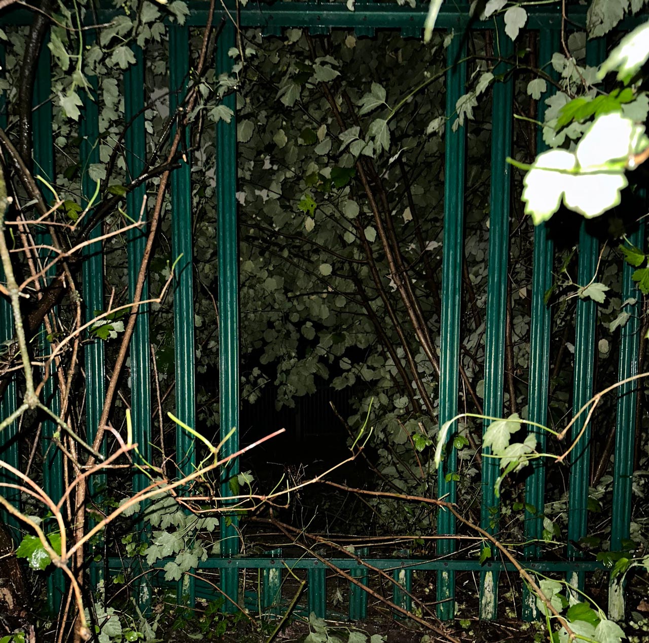 Metal green fencing, surrounded by greenery, has some of it spars cut to make an entrance and exit hole about the size of a crouched person.
